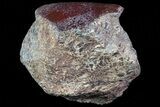 Polished Dinosaur Bone (Gembone) Section - Colorado #72965-2